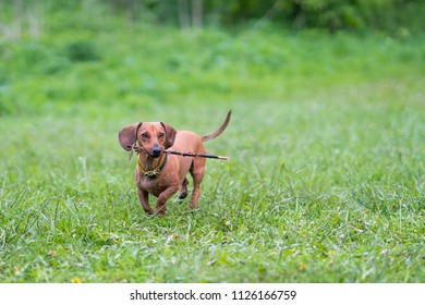 Dachshund Dog Running Outdoors