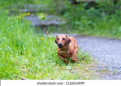 Dachshund Dog Running Outdoors