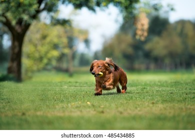 Dachshund Dog Running Outdoors