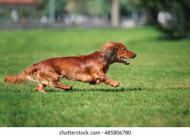 Dachshund Dog Running Outdoors