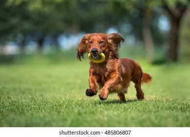 Dachshund Dog Running Outdoors