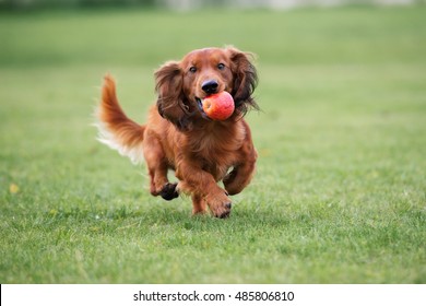 Dachshund Dog Running Outdoors