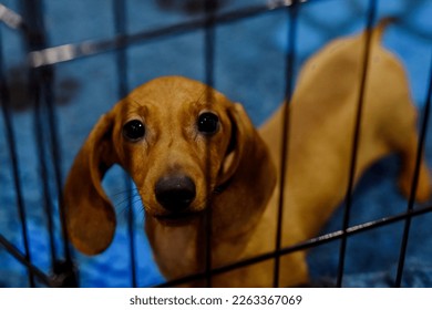 dachshund; dog show; puppy; dog in a cage 