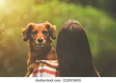 Dachshund Dog Sitting On Owners Arms And Looking Over Her Shoulder. Dog And Woman Together