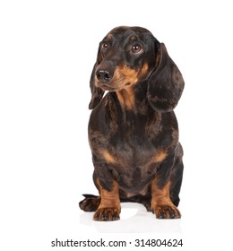 22,398 Dachshund Sitting Images, Stock Photos & Vectors | Shutterstock