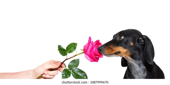 Dachshund Dog Smelling A Pink Red Rose , In Love With His Owner, For Valentines