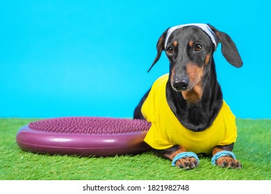 Dachshund Dog In Sportswear, Wristbands On Paws And Sweatband On Head Lying Next To Silicone Hemisphere To Train Balance And Agility, Blue Background. Sports On Grass.