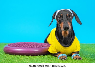 Dachshund Dog In Sportswear, Wristbands On Paws And Sweatband On Head Lying Next To Silicone Hemisphere To Train Balance And Agility, Blue Background. Sports On Grass