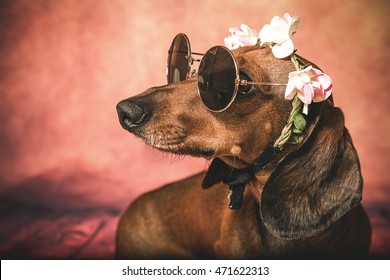 Dachshund Dog With Sunglasses And Flowers On The Head With Look Of Hippy