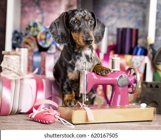 Dachshund Dog In A Tie And Sewing Machine, Tailor For Dogs
Fashion Designer