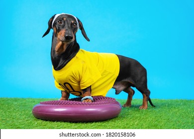 Dachshund Dog In Tracksuit, Wristbands And Sweatband Placed Its Front Paws On Silicone Hemisphere To Train Balance And Agility, Blue Background. Sports On Grass.