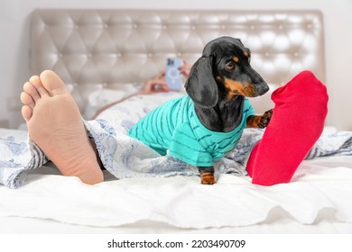 Dachshund Dog Is Trying Get Owner Attention In Order To Take His Eyes Off The Phone, Go For Walk. Weekend Morning Man Internet Surfing Naughty Puppy Playing With Leg, Sock. Nomophobia Phone Addiction