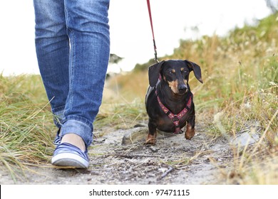 Dachshund dog walking beside owner - Powered by Shutterstock