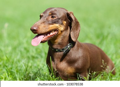 Dachshund dog walking on the green grass