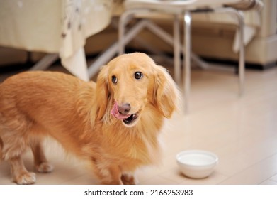 Dachshund dog wants to go for a walk - Shutterstock ID 2166253983