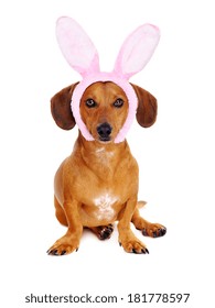 Dachshund Dog Wearing Bunny Ears