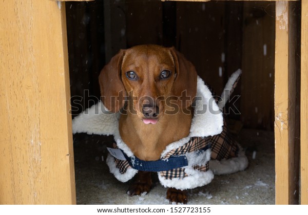 dog house coat