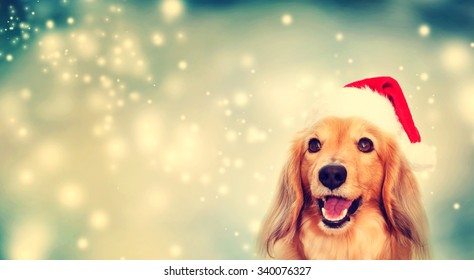 Dachshund dog wearing a Santa hat at snowy night