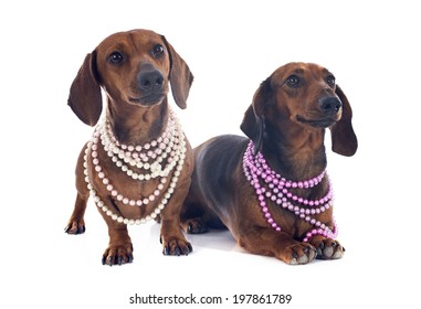 dachshund dogs in front of white background