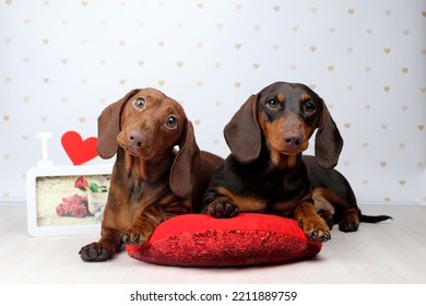 Dachshund Dogs, Puppies, Dachshund Miniature Decor Valentine's Day, Rose, Heart, Holiday, Miniature Dachshunds, Puppies