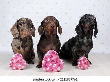 Dachshund Dogs, Puppies, Dachshund Miniature Decor Valentine's Day, Rose, Heart, Holiday, Miniature Dachshunds, Puppies