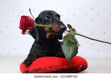 Dachshund Dogs, Puppies, Dachshund Miniature Decor Valentine's Day, Rose, Heart, Holiday, Miniature Dachshunds, Puppies