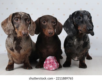 Dachshund Dogs, Puppies, Dachshund Miniature Decor Valentine's Day, Rose, Heart, Holiday, Miniature Dachshunds, Puppies