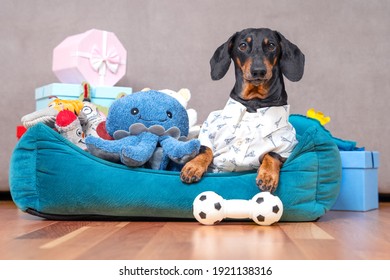 Dachshund in festive shirt is lying in pet bed surrounded by pile of toys and gift boxes given for birthday. Selfish dog has collected all toys in its spot and does not want to share, guards them.