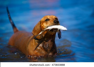 Dachshund fishing in water holding fish in her mouth - Powered by Shutterstock