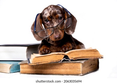 Dachshund With Glasses Reading A Book, Inquisitive Puppy, Canine Science