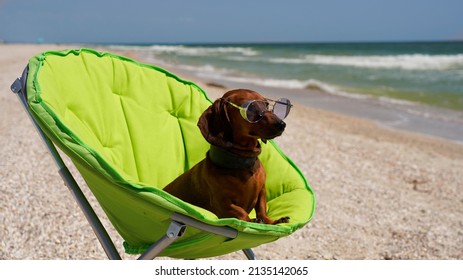 Dachshund in a green tourist chair sunbathing on the seashore. funny puppy in sunglasses on the background of the sea - Shutterstock ID 2135142065