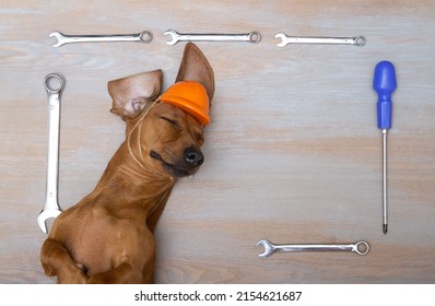 Dachshund hunting dog on Labor Day lies in a protective construction helmet with its head thrown back and eyes closed, surrounded by wrenches and a screwdriver.