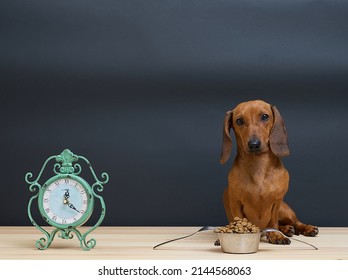 Dachshund Hunting Dog Sits By A Bowl Of Dry Food Ready For Dinner, Next To It Is An Alarm Clock. Lunch Time, Black Background In Photo Studio.