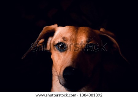 Similar – Legs of Couple and jack russell dog are sitting by the fireplace