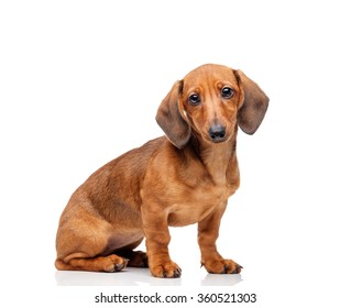 Dachshund Isolated On White  