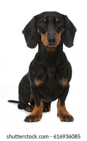 Dachshund Isolated On White