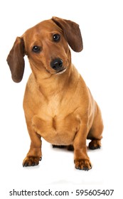 Dachshund Isolated On White Background