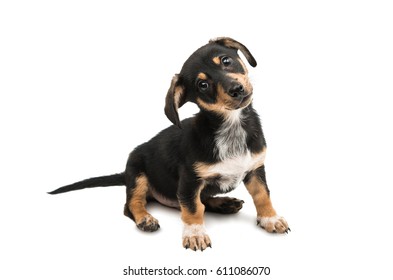 Dachshund Isolated On White Background