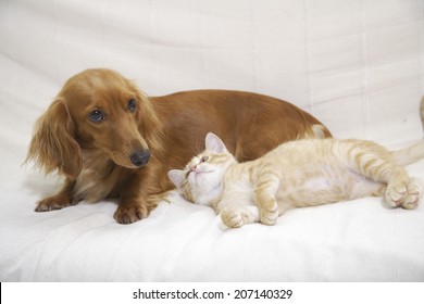 Dachshund And Kitten Getting Along On The Bed