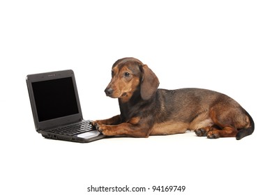 Dachshund With Laptop