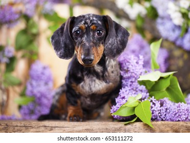 66 Dachshund lilac flowers Images, Stock Photos & Vectors | Shutterstock