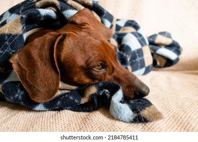 Dachshund Lying Down On Sofa Covered Stock Photo 2184785411 | Shutterstock