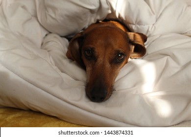Dachshund lying in a duvet - Shutterstock ID 1443874331
