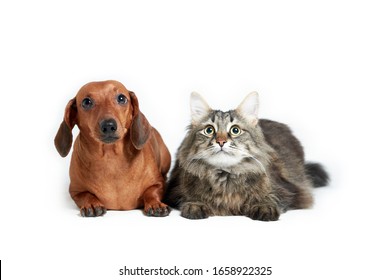 Dachshund and Maine Coon cat on a white isolated background, horizontal orientation