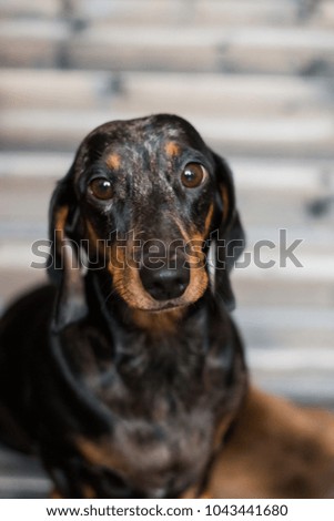 Similar – Vigilant dachshund