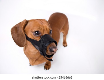 dachshund muzzle
