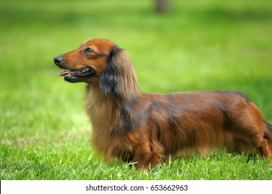 Dachshund on a background of green grass