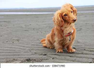 Dachshund on the beach.