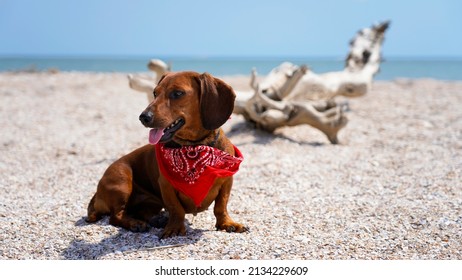 Dachshund on the beach in a bright cowboy scarf. dog on the background of the sea, summer holidays - Shutterstock ID 2134229609