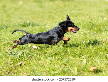 Dachshund On Green Grass, Puppy Playing And Running